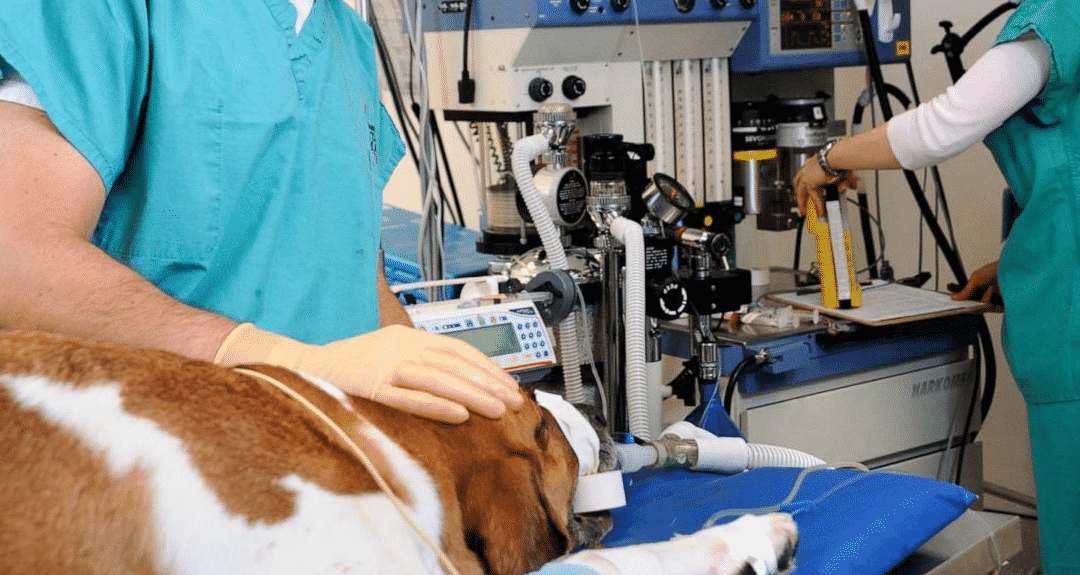 California Vet Surgeon Training and Education