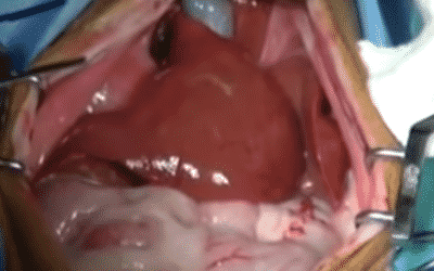 Diaphragmatic hernia in a cat