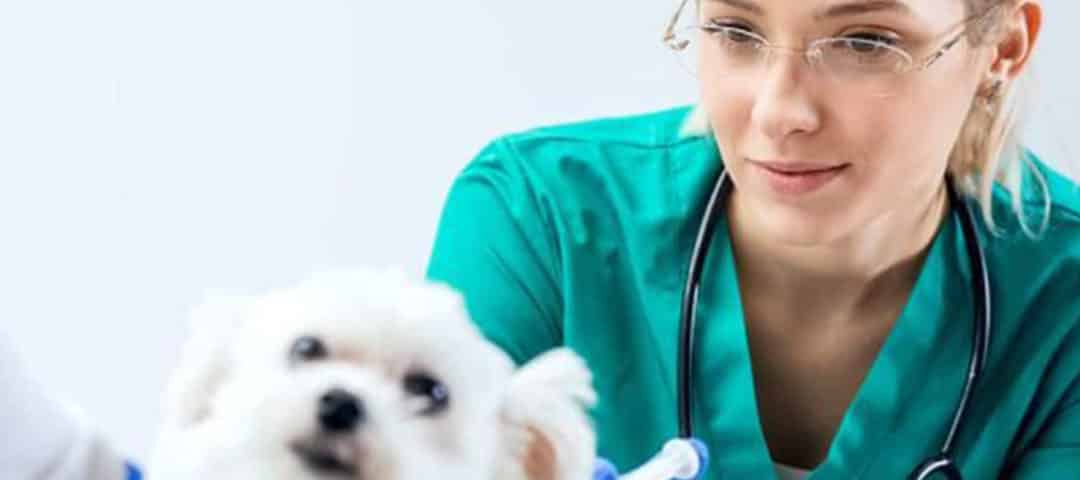 Florida Vet Surgeon Training and Education