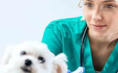 Vet Nursing & Training Online