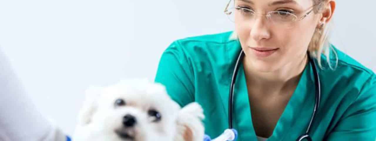 Vet Nursing & Training Online - VetDojo