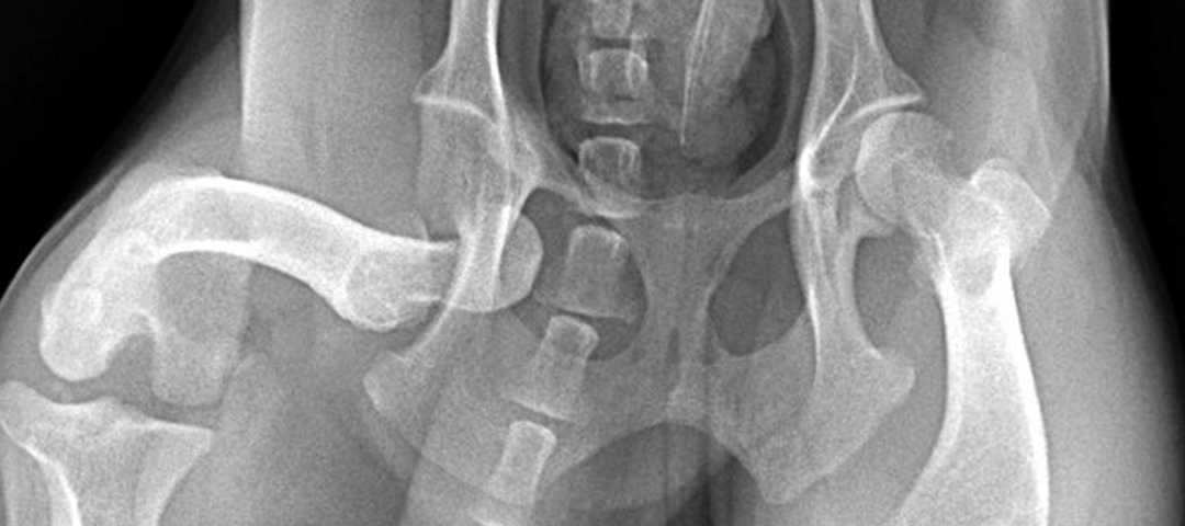 Hip Luxation in Dogs: What is It and Main Difference with Hip Dysplasia