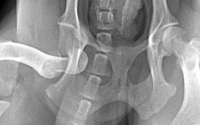 Hip Luxation in Dogs: What is It and Main Difference with Hip Dysplasia