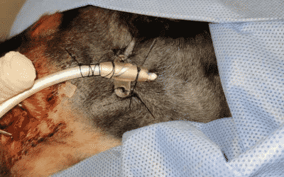 Feeding Tubes for Cats & Dogs During Surgery – Everything you need to know
