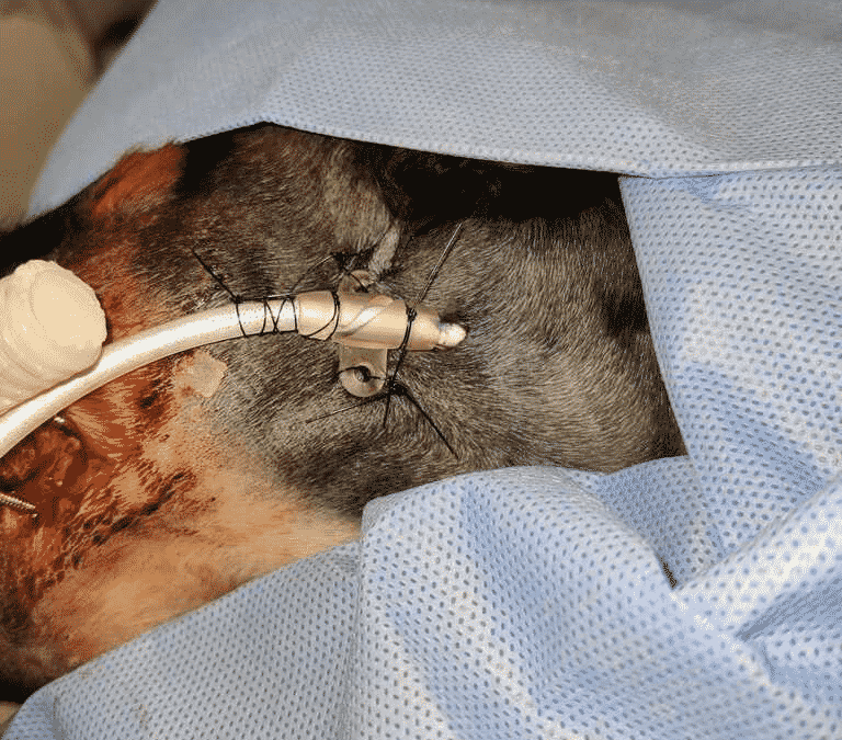 Feeding Tubes for Cats & Dogs During Surgery – Everything you need to know